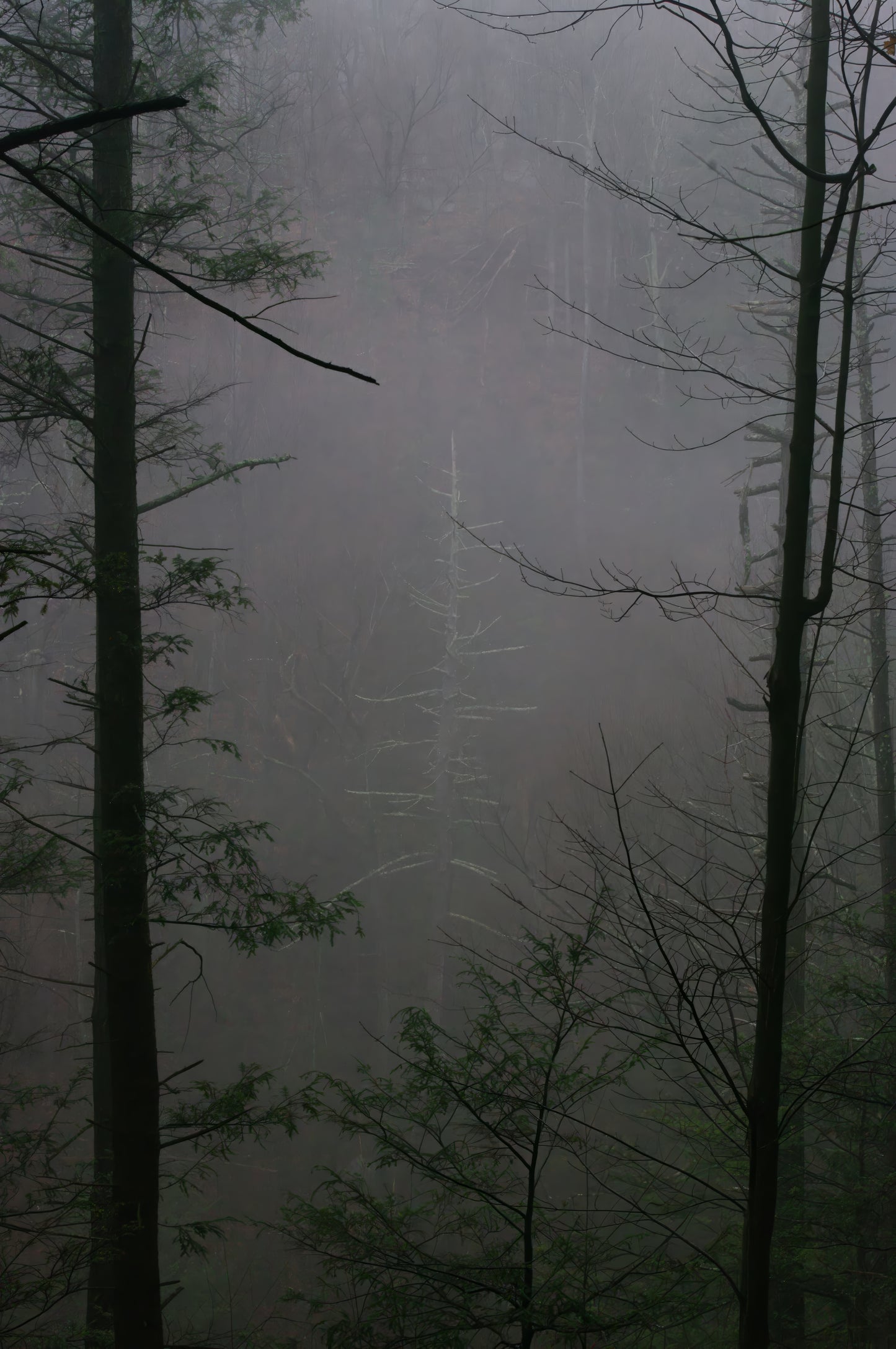 Ghost Tree