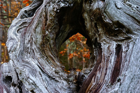 Minds Eye of Thoreau